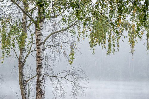 bouleau solitaire au bord d'un marais dans la brume matinale