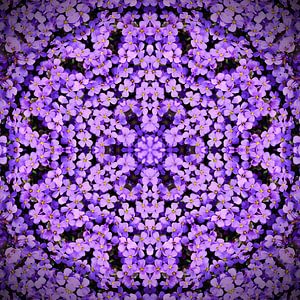 Lila Veilchen Mandala