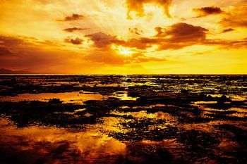 Zonsondergang op Bali – Mangroven in ondiep water met gouden weerspiegelingen in de zee