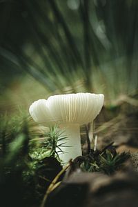 Mushroom by Jan Eltink