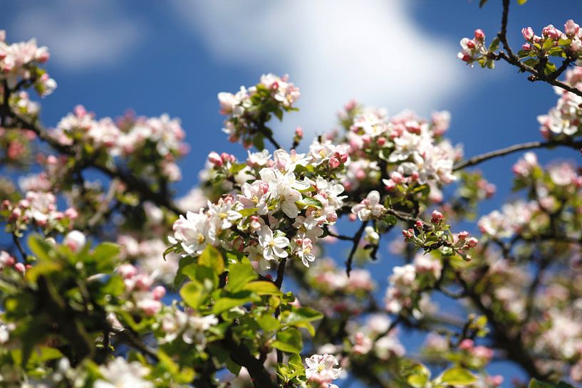 Flowering by Thomas Jäger