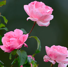 Rose von Foto Studio RR