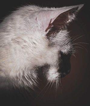 Sierlijke Witte Kat: Amprofiel met Donkere Achtergrond en Betoverende Schaduwen