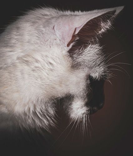 Gracieux chat blanc : Amphile avec fond sombre et ombres enchanteresses