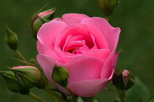 closeup of a pink rose with buds