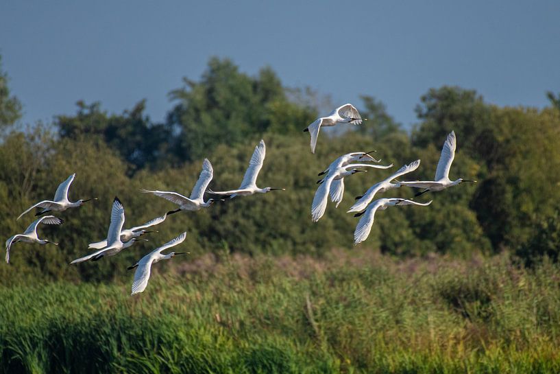 White Spoonbills in flight in a large group. by Brian Morgan