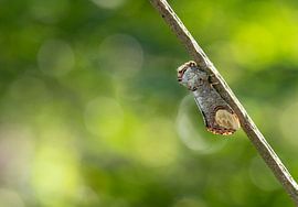 Arms carrier resting on a branch by Marcel Klootwijk