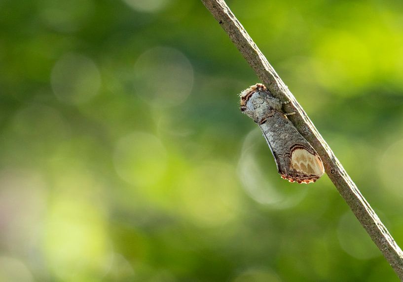 Porteur d'armes reposant sur une branche par Marcel Klootwijk