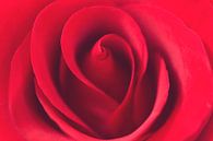 Rode Roos von Kimberly van Aalten Miniaturansicht