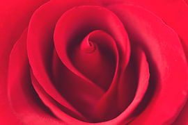 Red Rose by Kimberly van Aalten