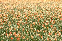 Tulpen