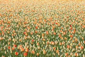 Tulipes sur Paul Heijmink