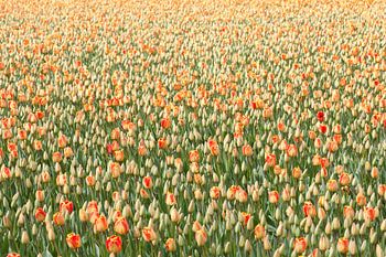 Tulipes