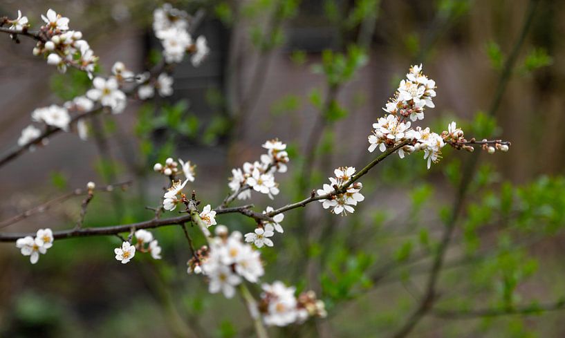 Ontluikende sleedoorn 2 by Percy's fotografie