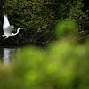 grote zilverreiger van Andy van der Steen - Fotografie