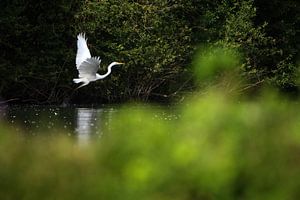 grote zilverreiger
