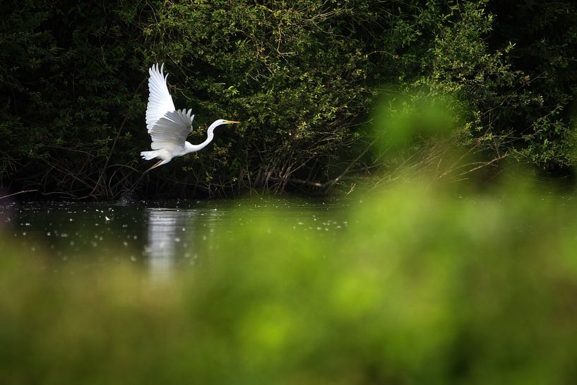 Silberreiher von Andy van der Steen - Fotografie
