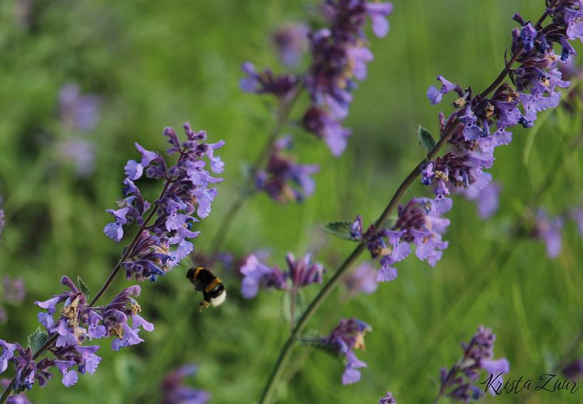 Purple in the garden by Krista Zuur