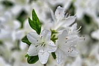 Spring arrives and dainty white blossoms hang in the trees