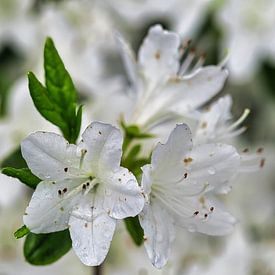 Der Frühling kommt und zarte weiße Blüten hängen in den Bäumen von Jolanda de Jong-Jansen