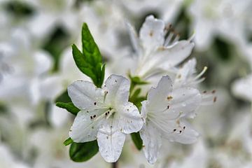 Der Frühling kommt und zarte weiße Blüten hängen in den Bäumen von Jolanda de Jong-Jansen