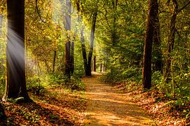 Herfst bospad met zonnestralen. van Brian Morgan