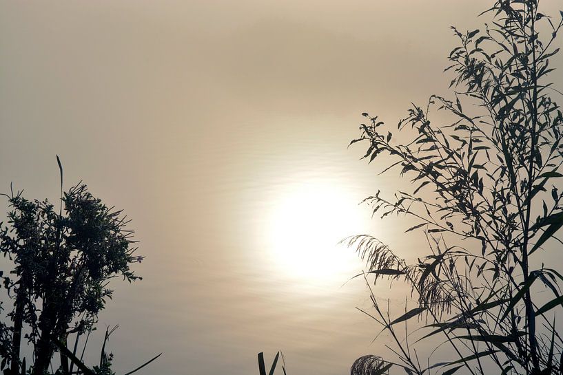 More with plants in the morning fog with rising sun by Trinet Uzun