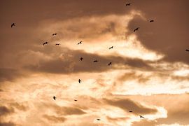 Zonsondergang met meeuwen in Gallipoli, Italië van Patrick Wittling