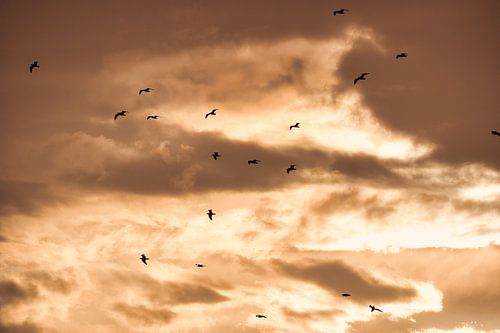 Sunset with seagulls in Gallipoli, Italy