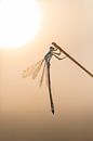 Damselfly on a branch by Tom Smit thumbnail