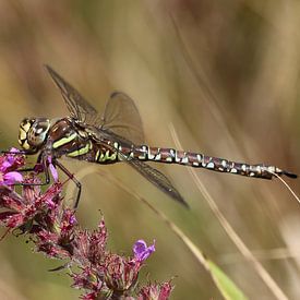 Torf-Mosaikjungfer von Matthias Brix