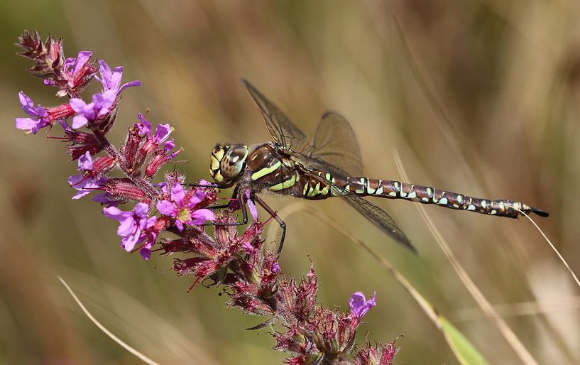 Peat mosaic damselfly by Matthias Brix
