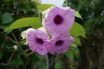 paarse bloem by Bc de groot