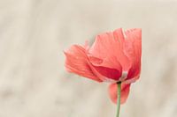 poppy in the wind