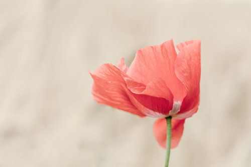coquelicot dans le vent