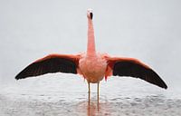 Flamingo in Nederlands water von Menno Schaefer Miniaturansicht