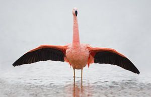 Flamingo in Nederlands water
