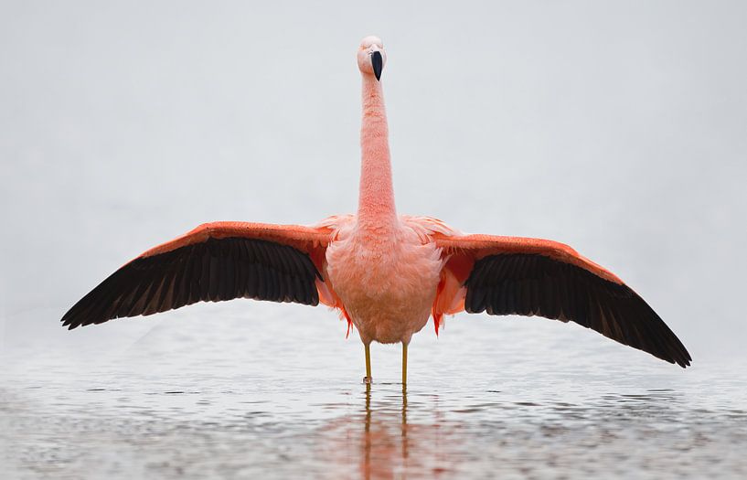 Flamingo in Nederlands water par Menno Schaefer