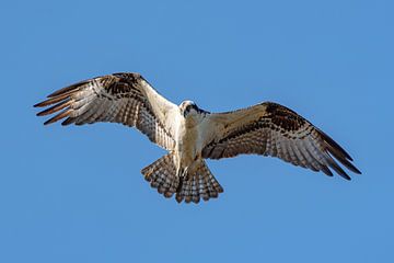 Jagd auf Fischadler. von Jaap van den Berg