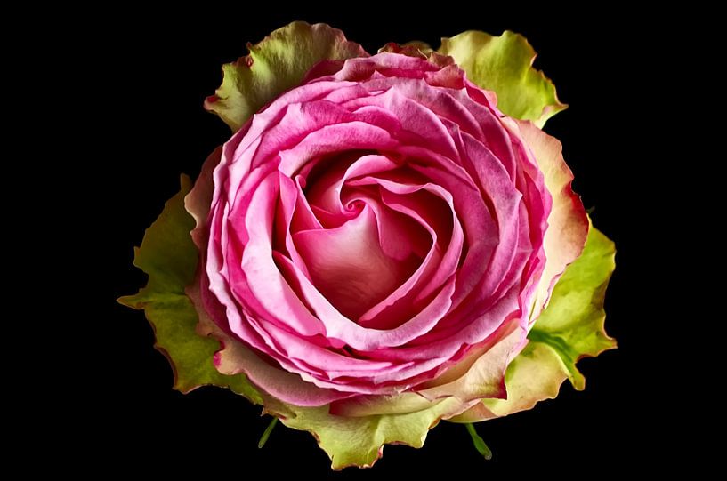 Vintage Rose Pink Heart by Marlika Art