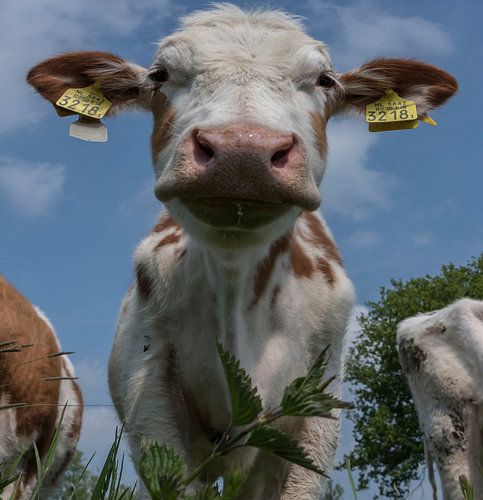Cow portrait