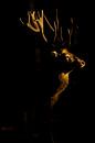 Bronze Rotwild im letzten Abendlicht von Jeroen Stel Miniaturansicht