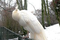 Weißer Pfau