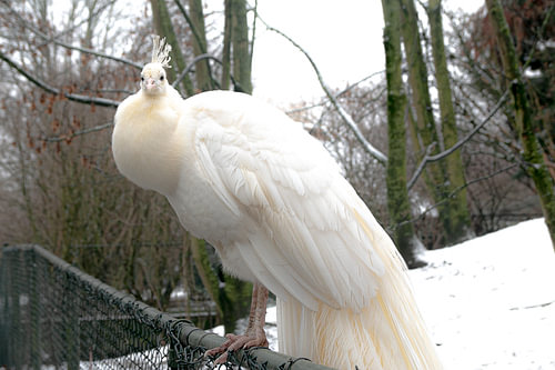 Weißer Pfau