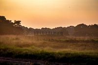 Grafheuvel de Regte Heide