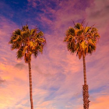 Palm trees sunset by Melanie Viola