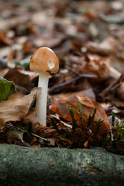 Pilz zwischen Moos und Blättern von Minimalistic Travel Photography by.Rieneke