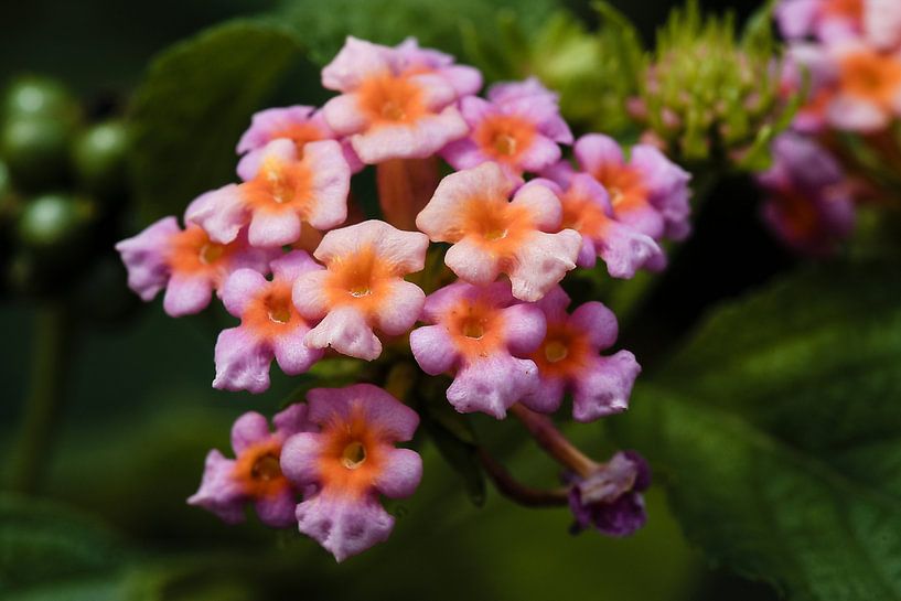 Rosa und orangefarbene Lantanas im Licht von Frank Photos