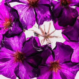 Pink primroses in ice 2 by Marc Heiligenstein