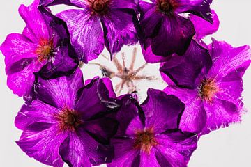 Pinke Primeln in Eis 2 von Marc Heiligenstein